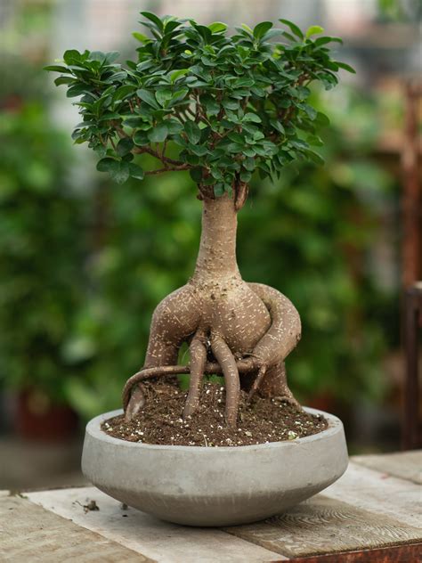 what kind of plants are in china